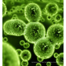 Bacillus amyloliquefaciens